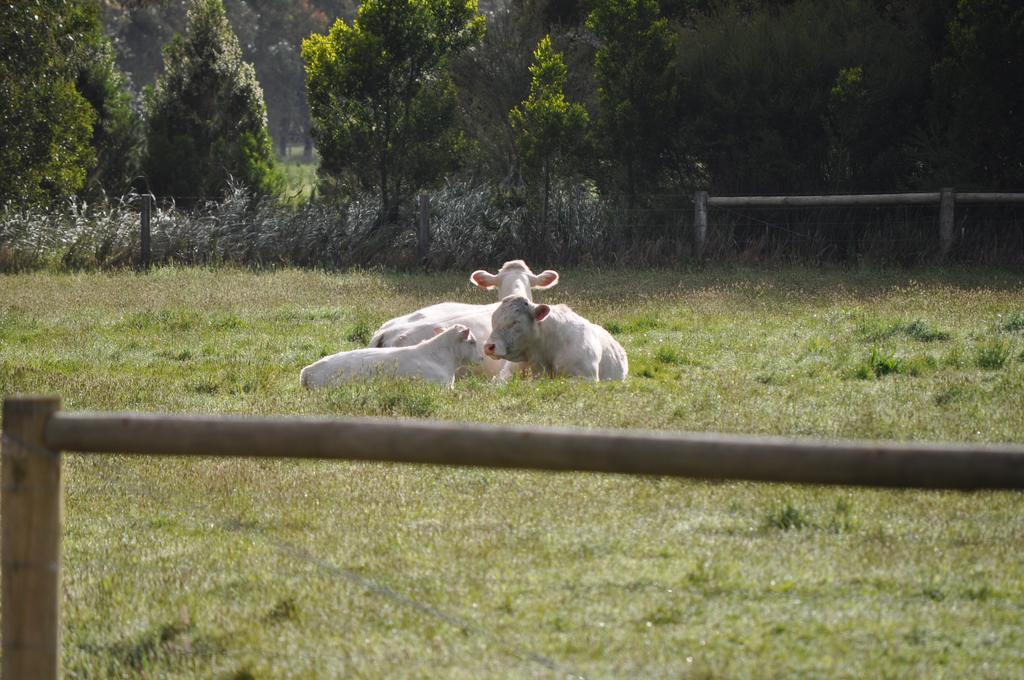 Tallawarra Homestead Tonimbuc Eksteriør bilde